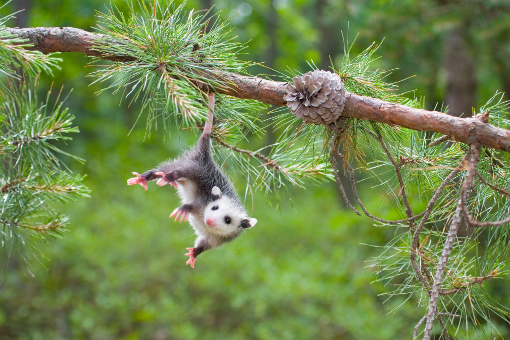 Baby Opossum