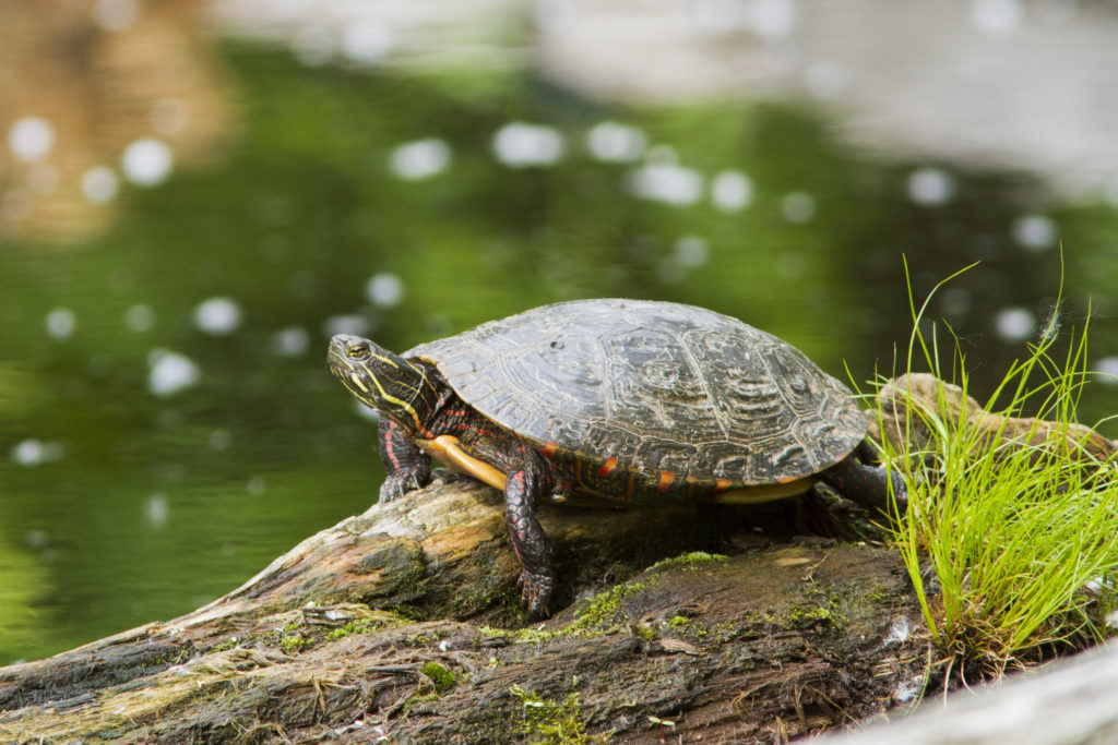 Painted Turtle