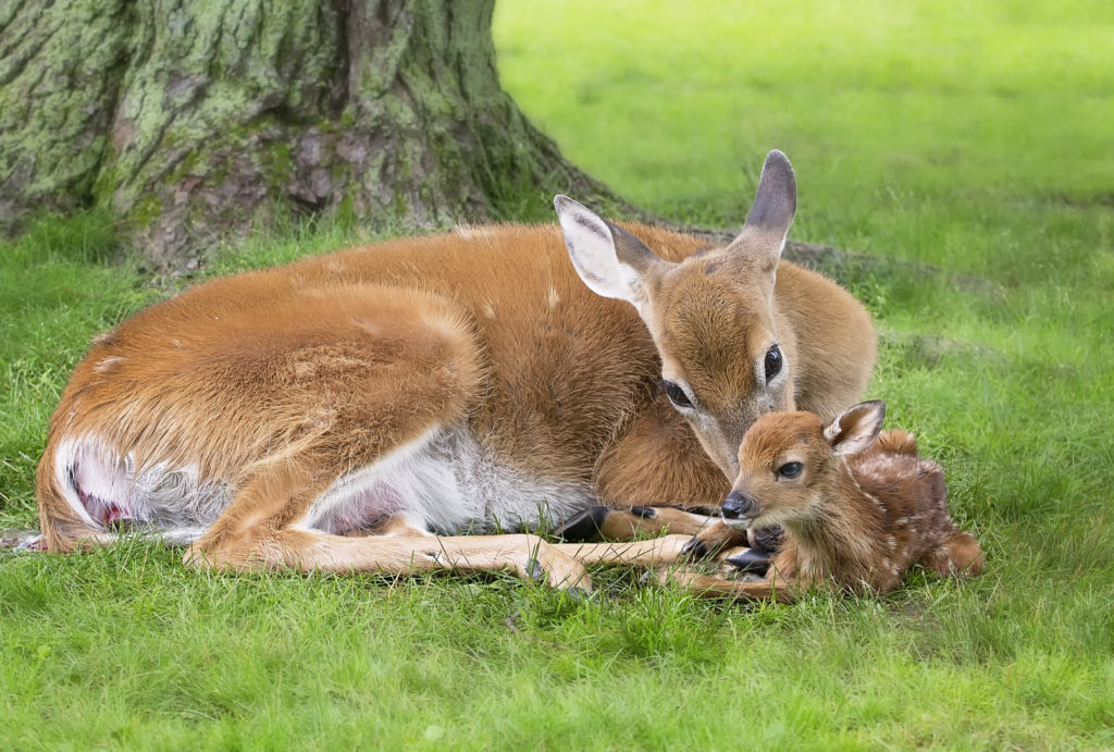 White Tail Deer