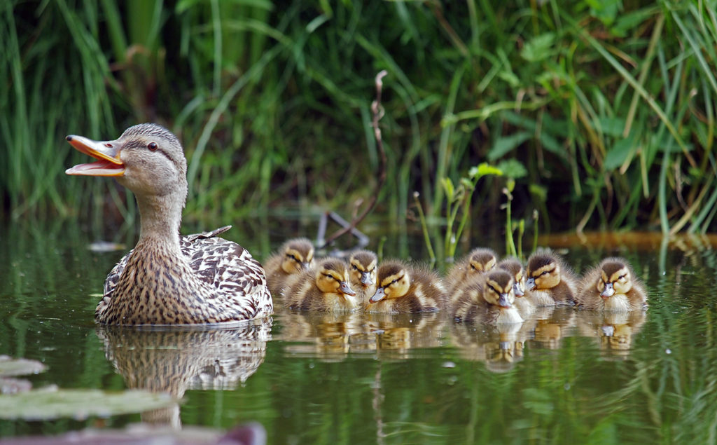 Duck with Chicks