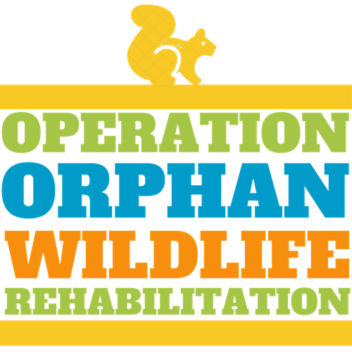 Baby Birds Rehabilitating Orphan And Injured Wildlife Since 1962