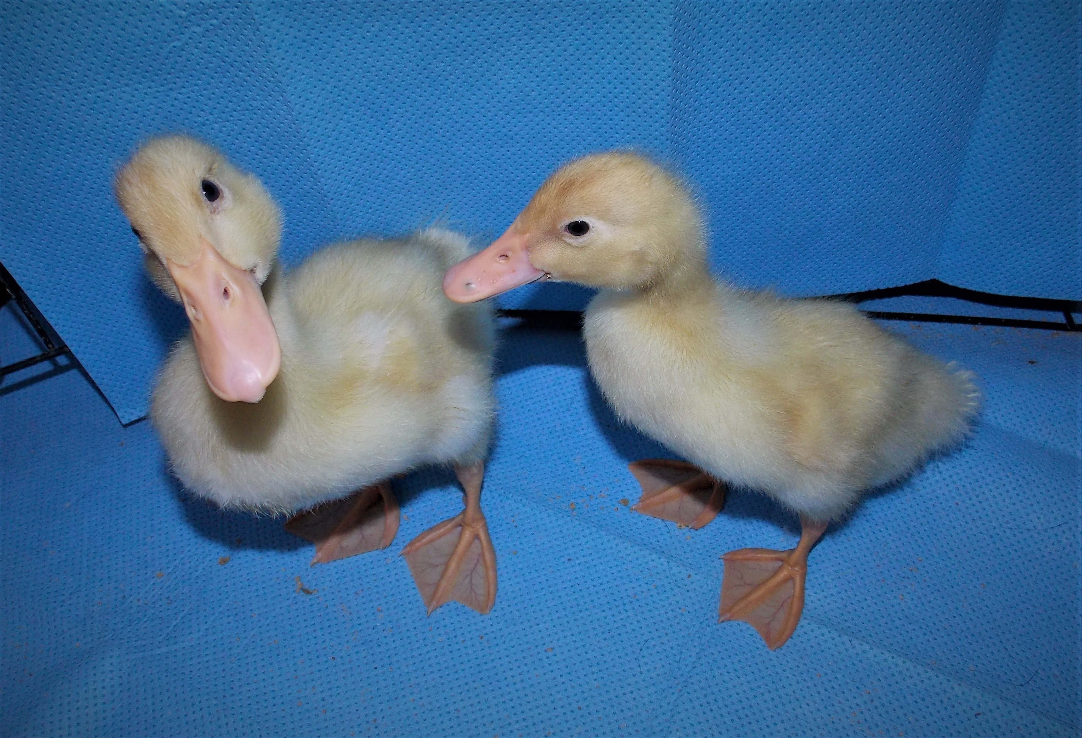 Motel Ducks