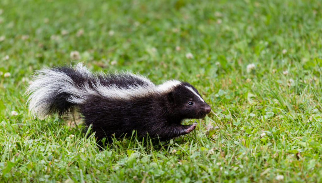 Baby Skunk