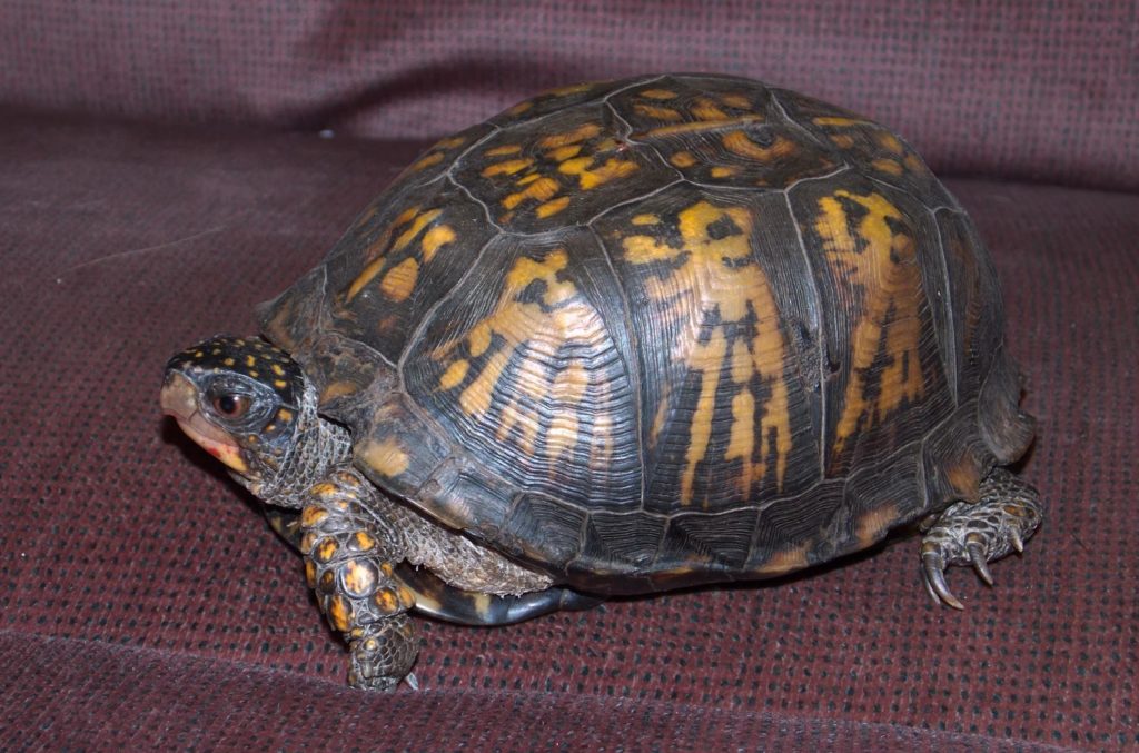 Dexter the Eastern Box Turtle