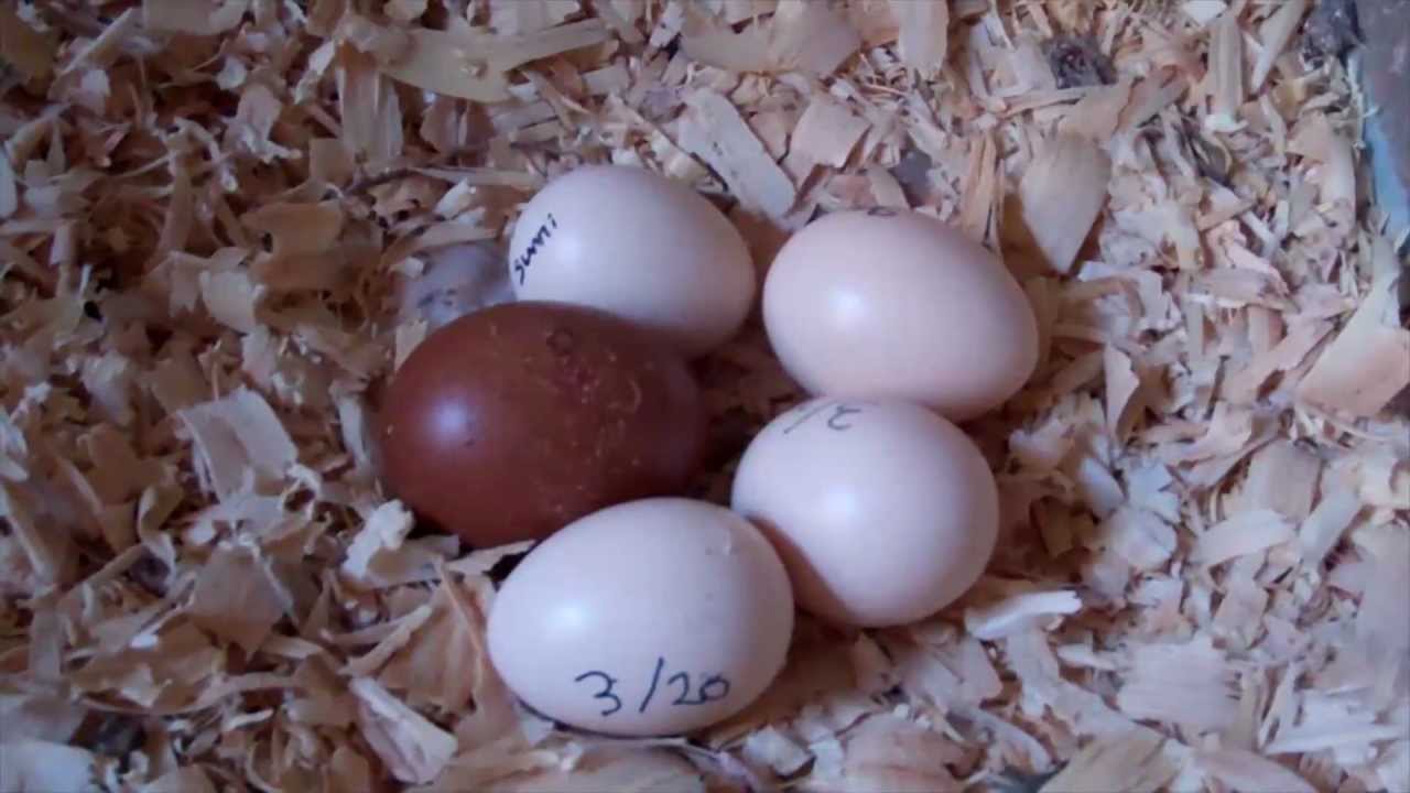 Attention Teachers! THINK before hatching eggs in the classroom!