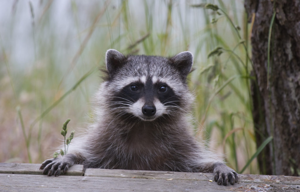 Raccoon image