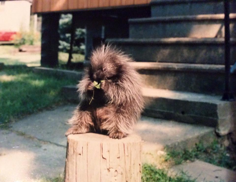 Porcupine picture