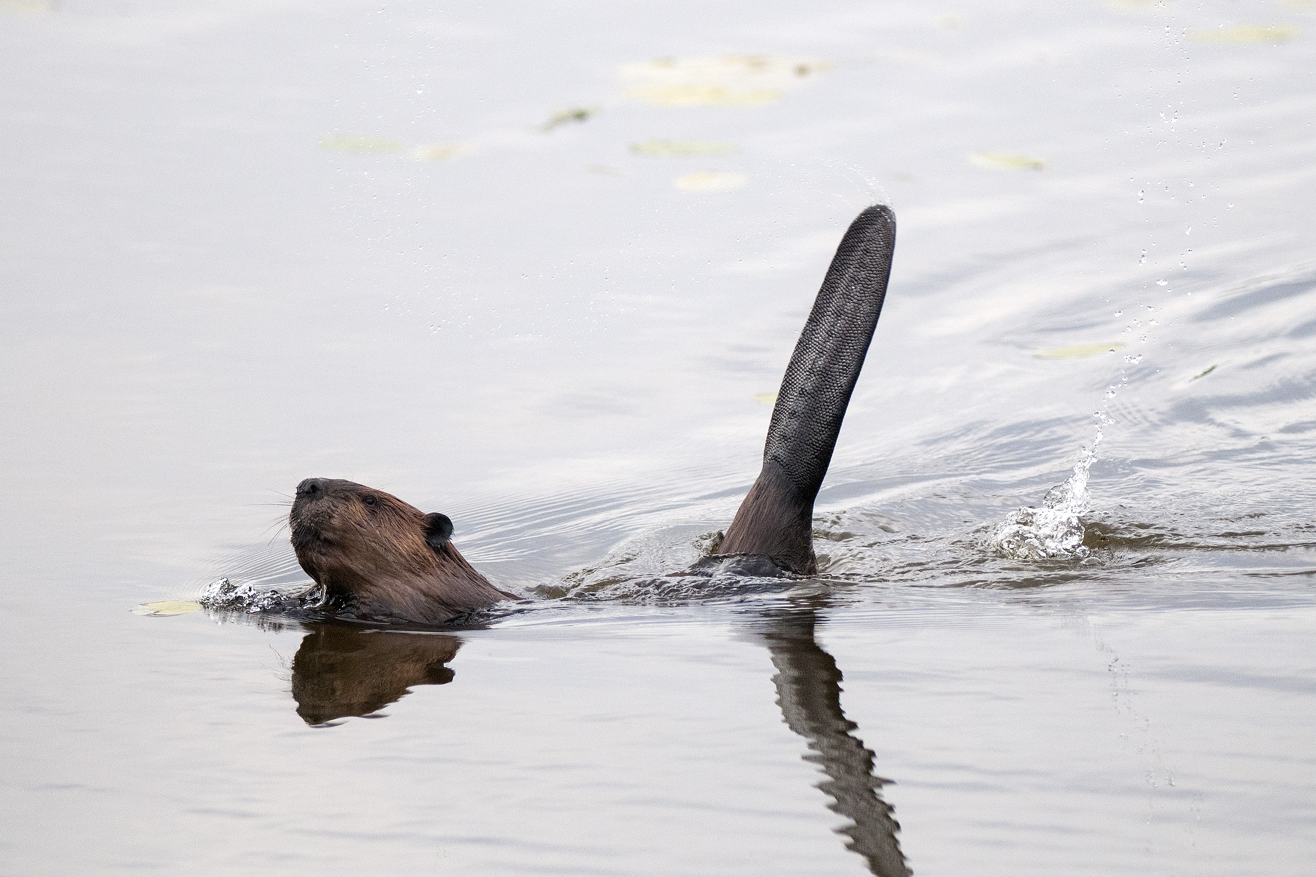 A Beaver’s Tail