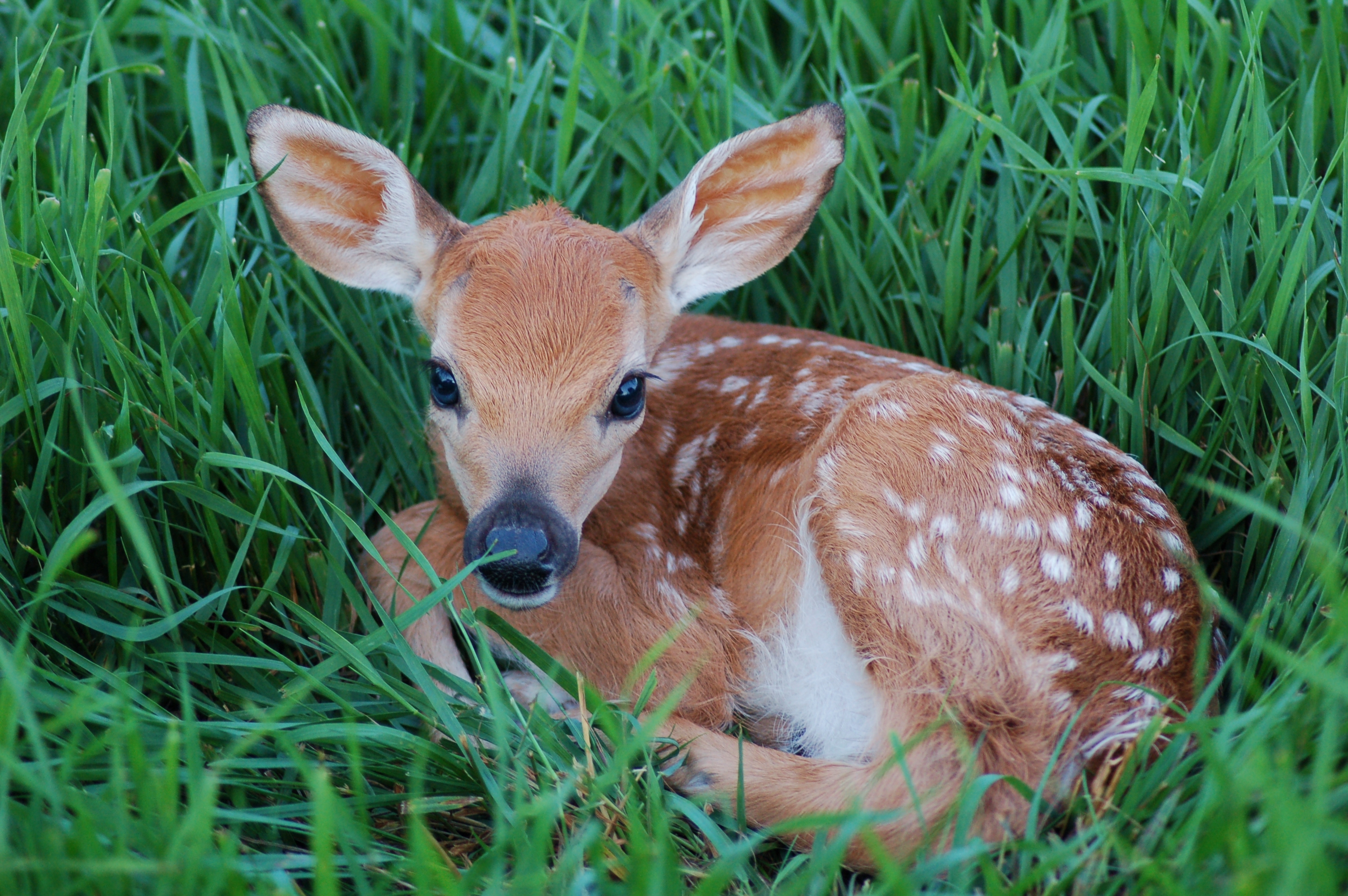 Do Not Bother The Fawns!