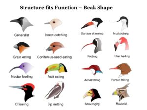 Bird Beaks Picture