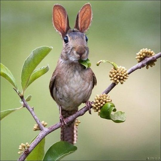 New Endangered Species…The Bunny Bird