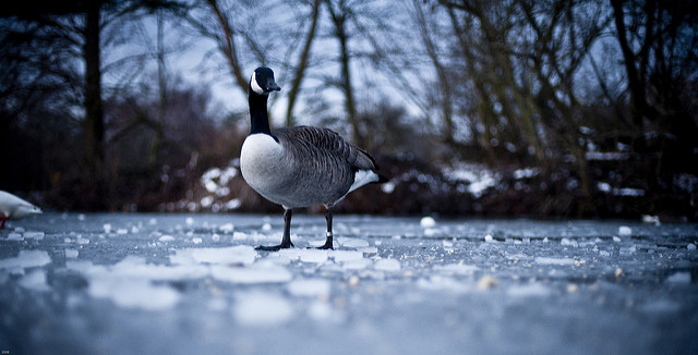 Goose_on_ice__Flickr