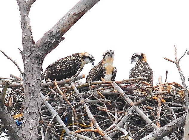 OSPREY_YOUNG