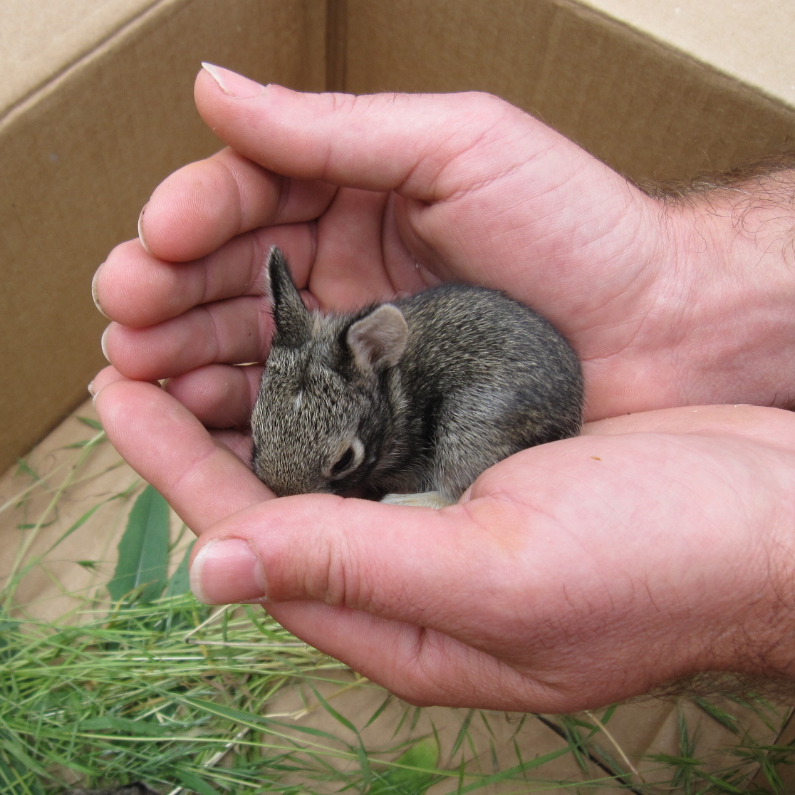 baby_bunny_in_hand