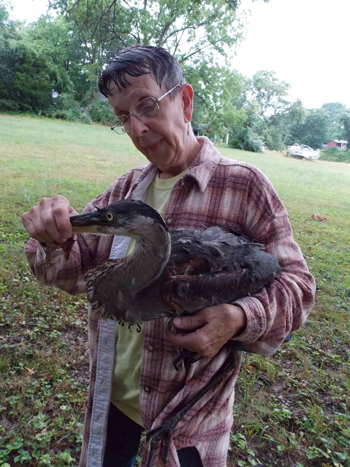 Young Blue Heron Rescue