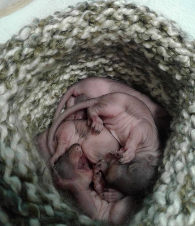 Baby_Squirrels_in_hat (1)