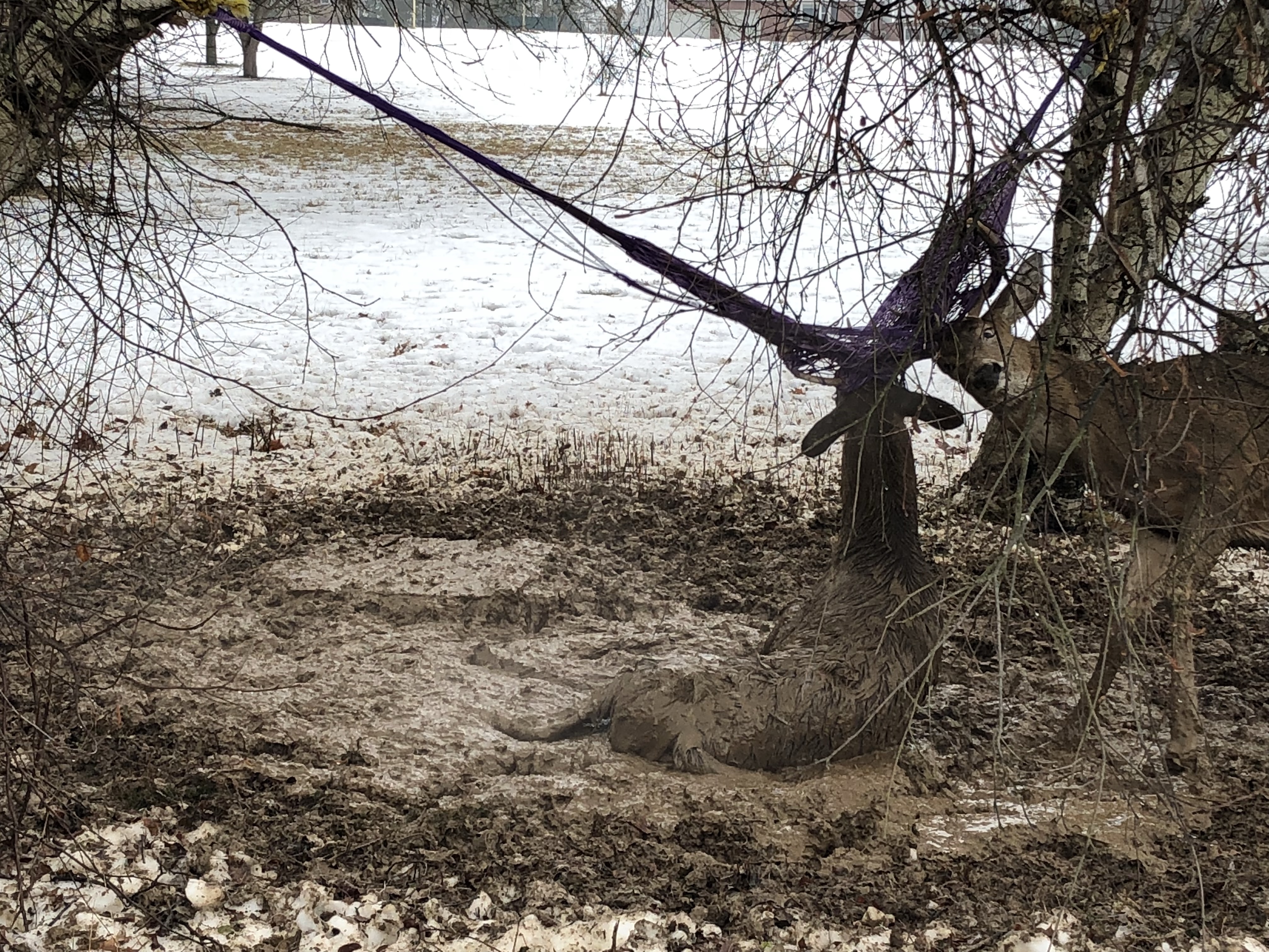 Please Take Hammocks and Nets Down in the Winter