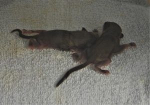 baby_flying_squirrels