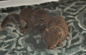 baby_squirrels3