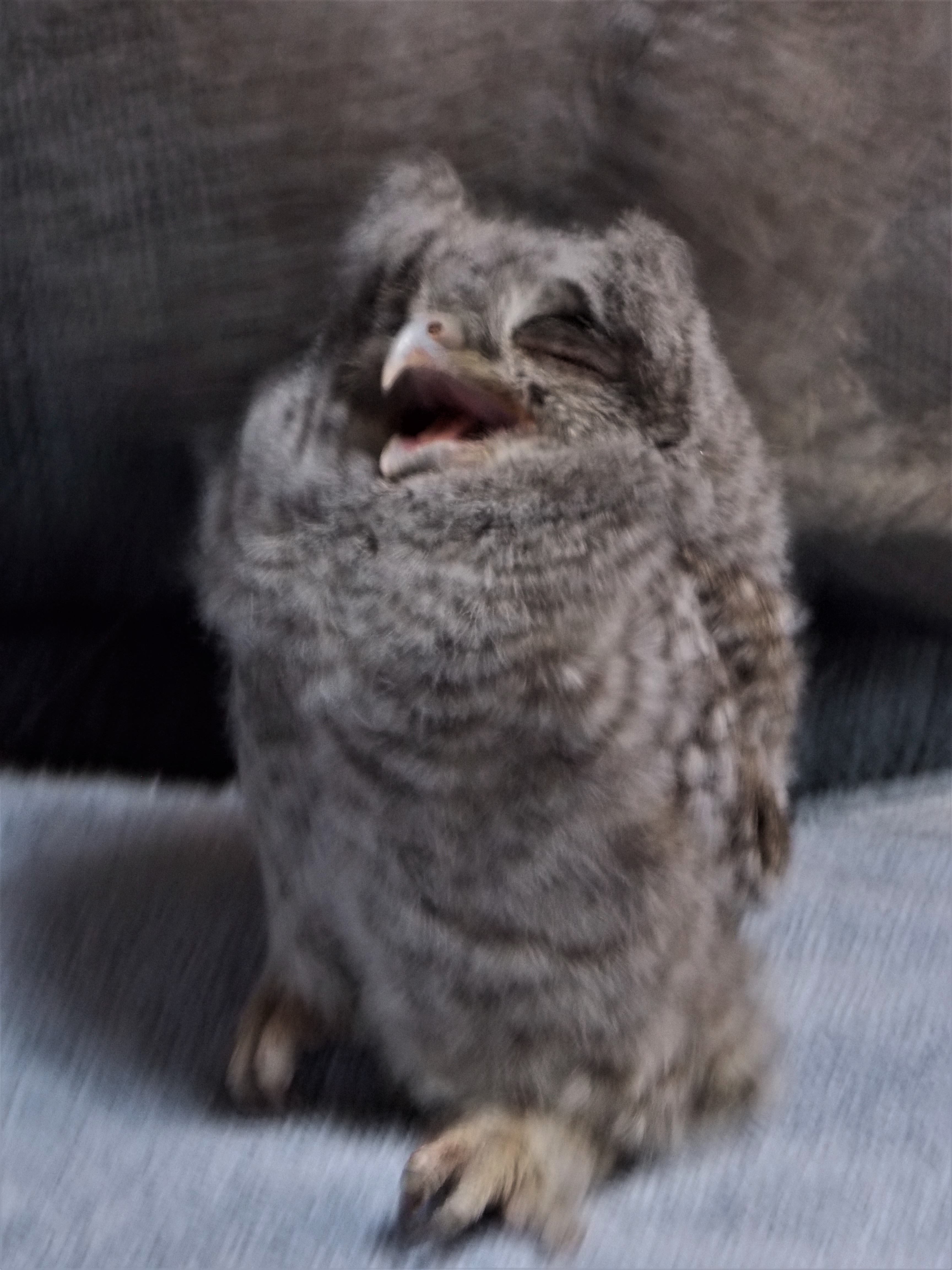 Baby Screech Owls