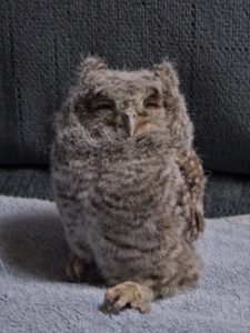 younger_screech_owl_2