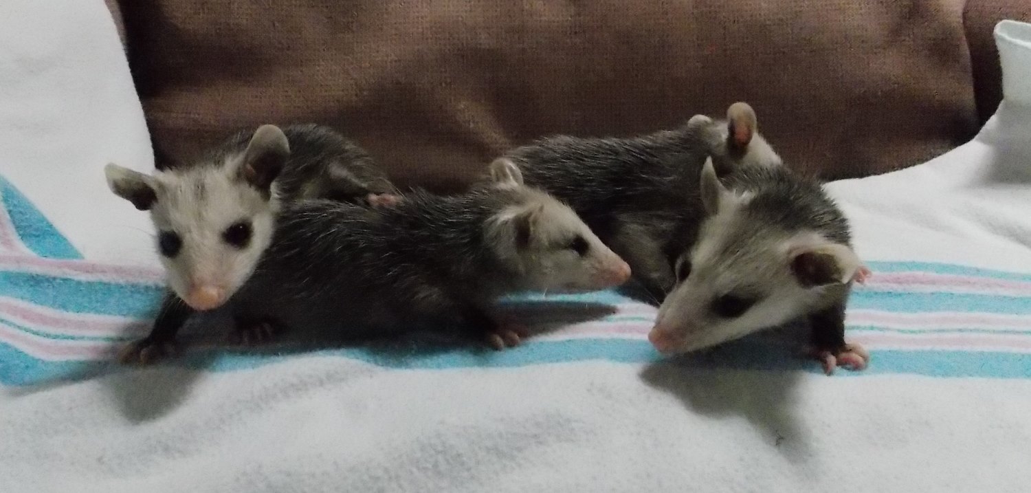 opossums