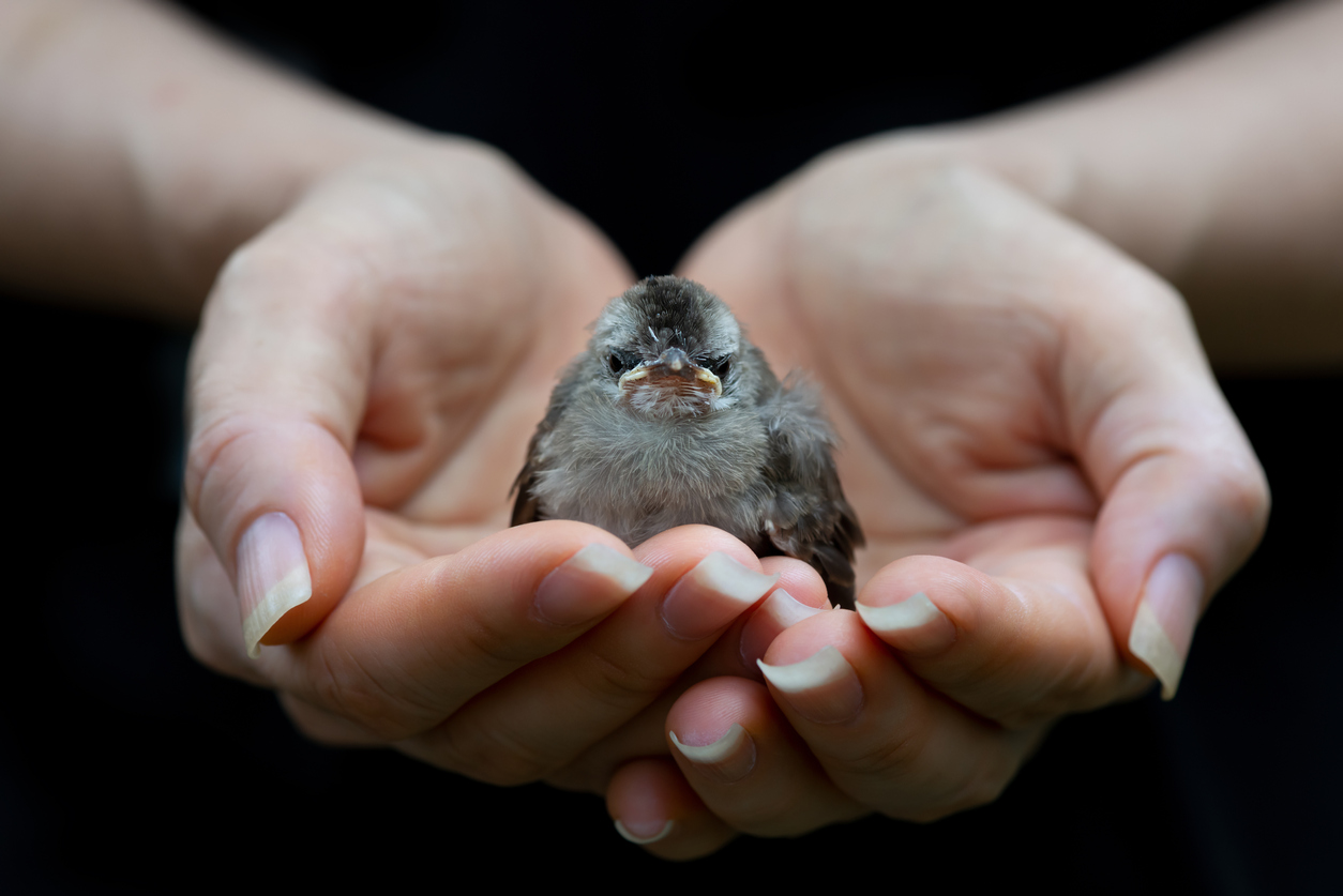 baby bird cupped in hands