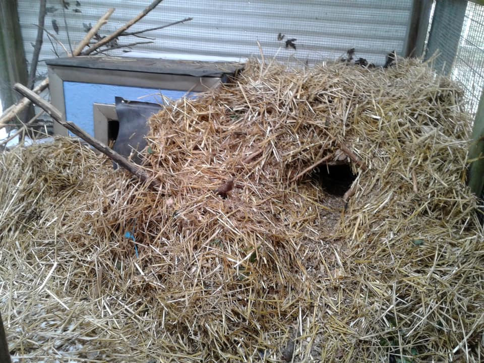 Baby beaver construction