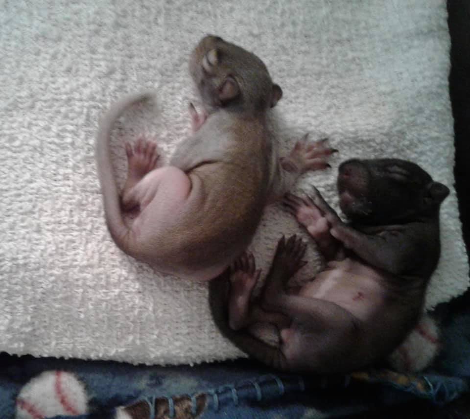 Baby grey squirrels