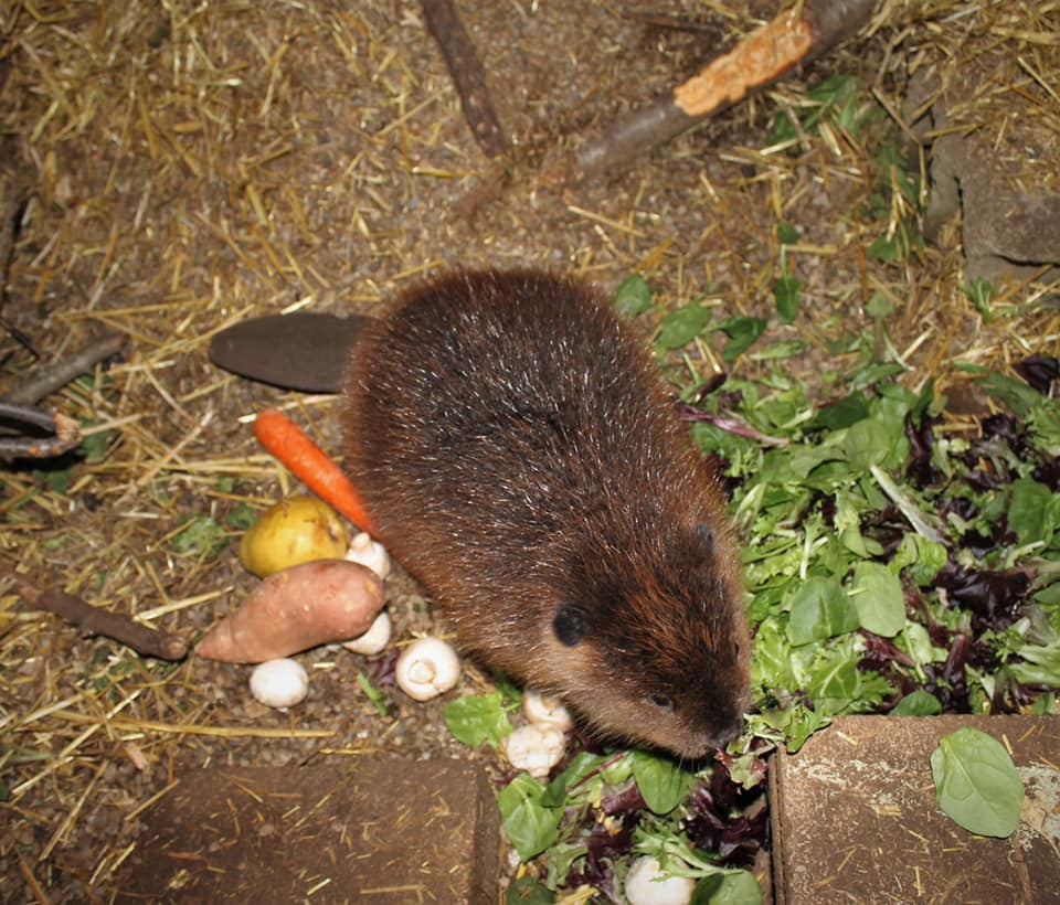 Baby beaver eating