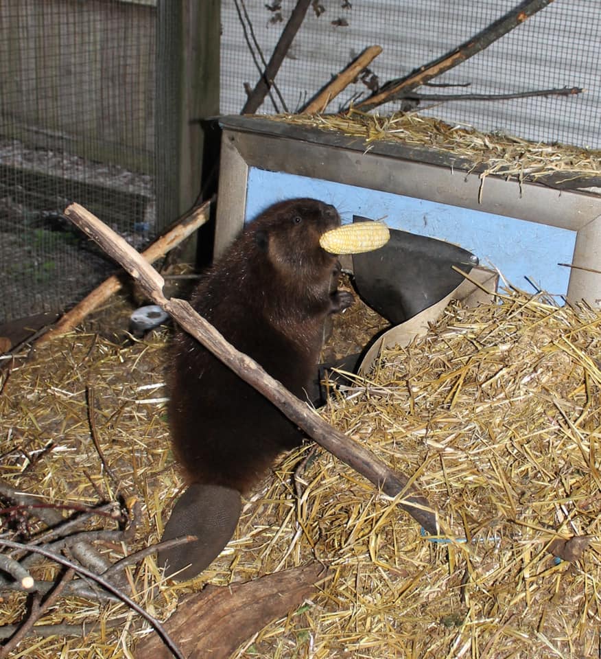 Baby beaver with corn cob