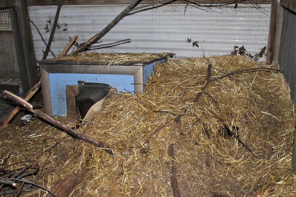 Baby beaver construction