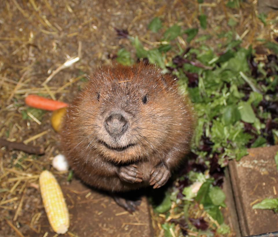 Baby beaver looking up into the camera