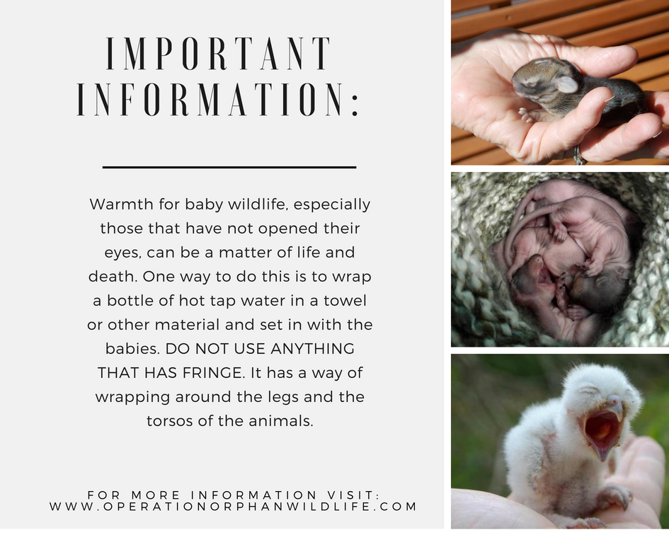 Important Information for Orphaned Wildlife