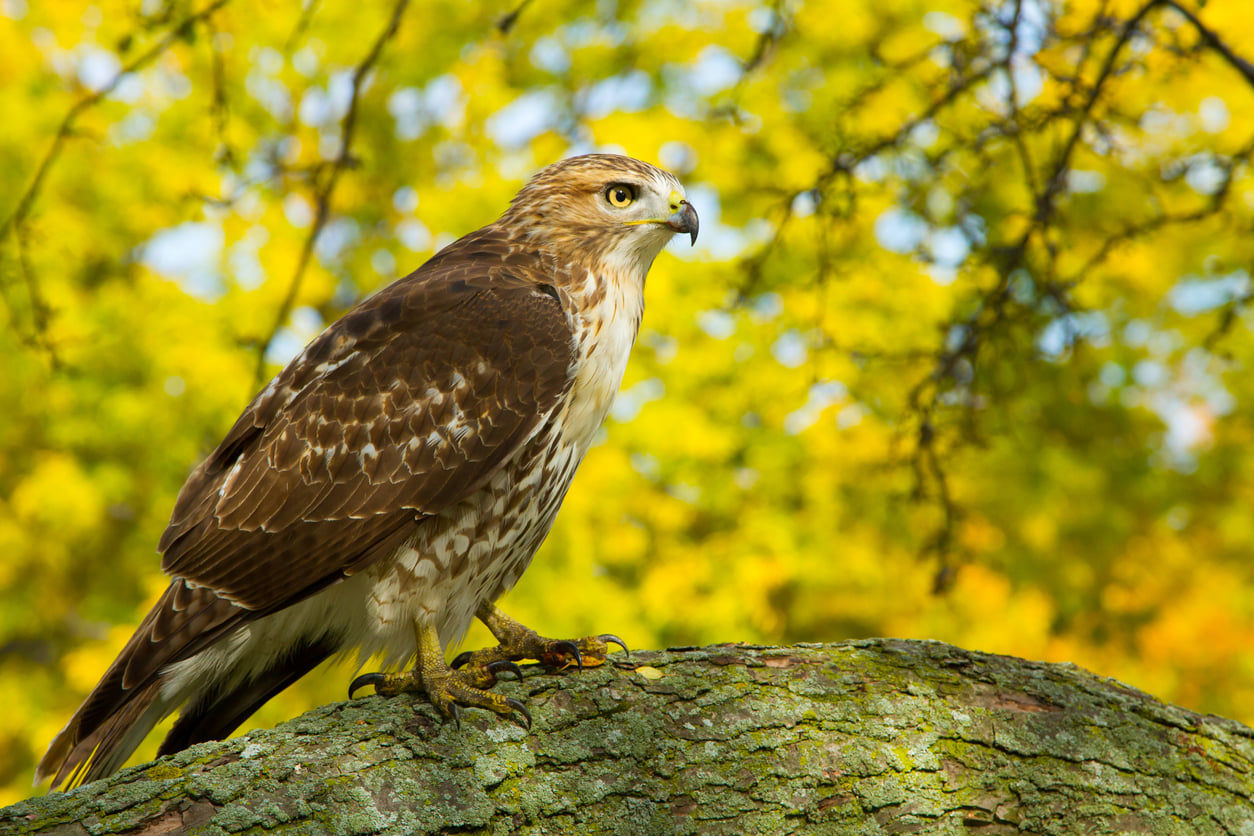 Red Tail Hawk