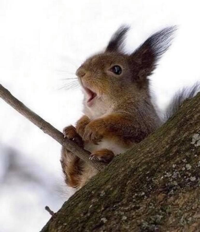 Squirrel in the wind