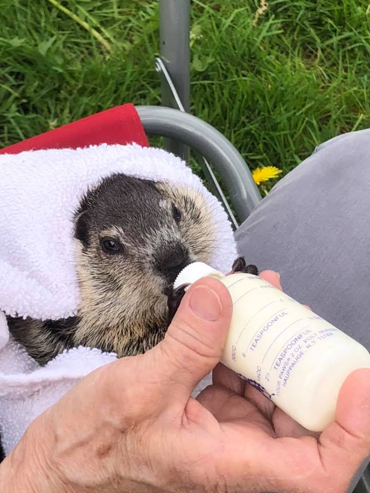Baby groundhog being fed with a bottle