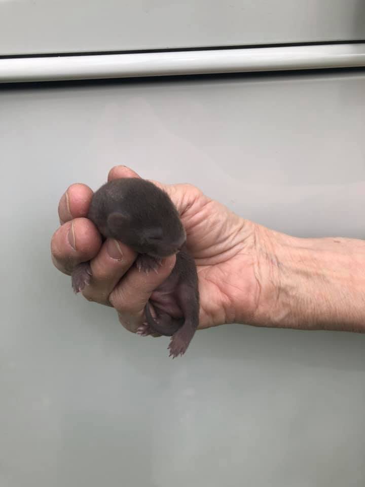Baby mink with eyes closed
