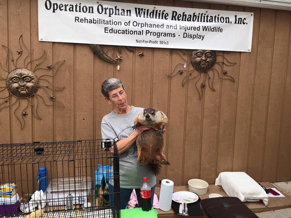 Rehabilitation of Orphaned and Injured Wildlife Educational Programs Display