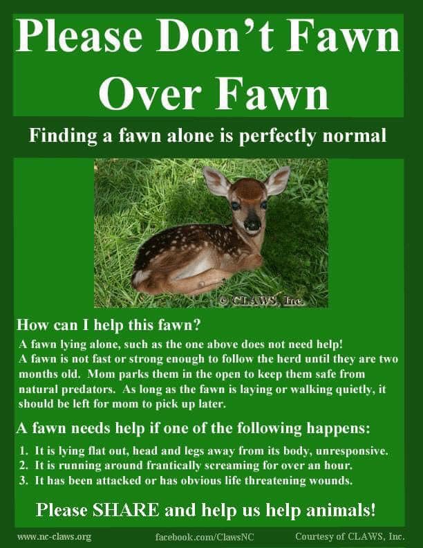 Finding a fawn alone is perfectly normal