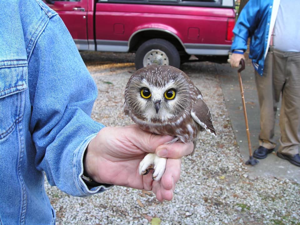 Saw-Whet Owl