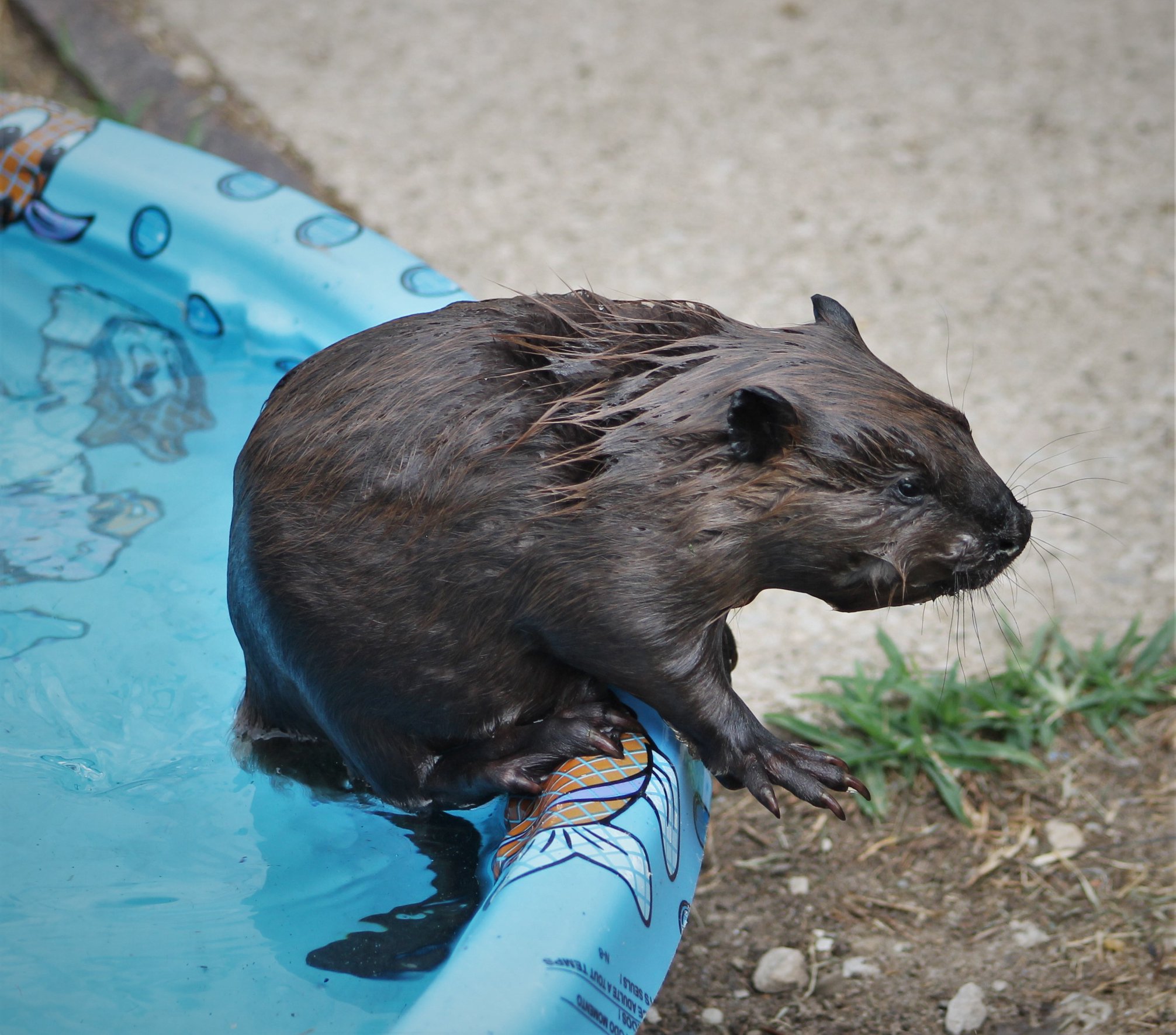 This baby Beaver has been in our care for a week now and is finally eating.