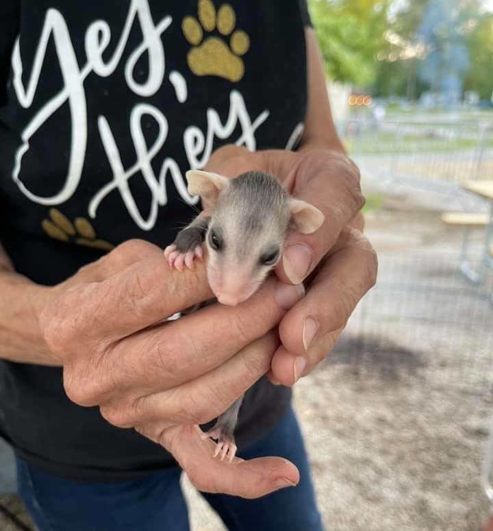 Face of baby opossum while being held