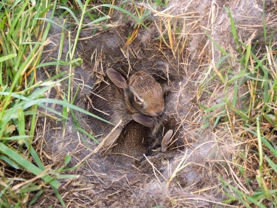What To Do If You Find A Bunny Nest In Your Yard Or Your Dog’s Mouth!