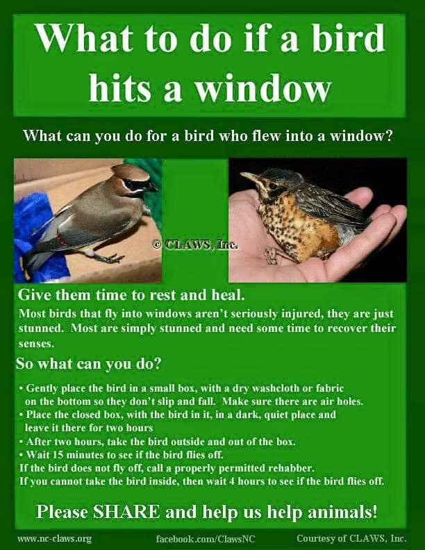 What to do if a bird hits a window – please share!