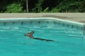 Fawn in a swimming pool