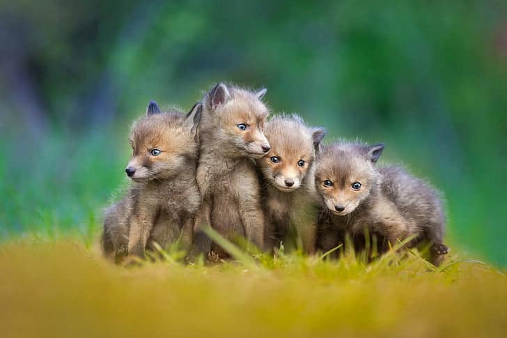 A group of young foxes