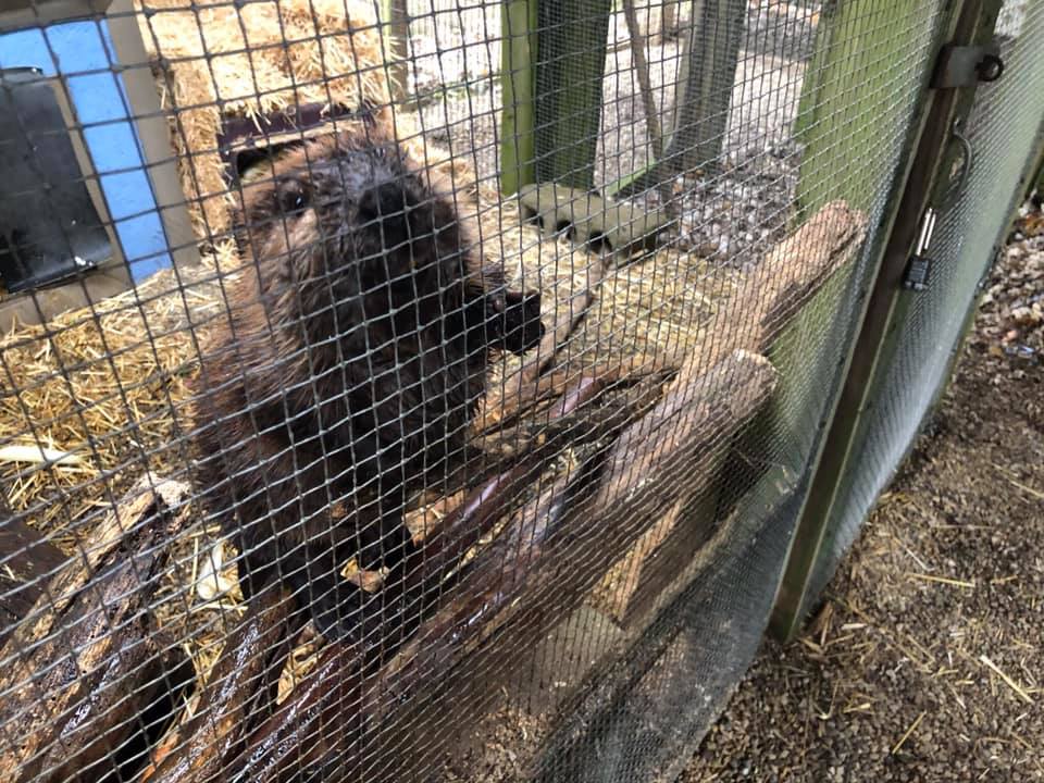 Rescued baby beaver looking out from a cage