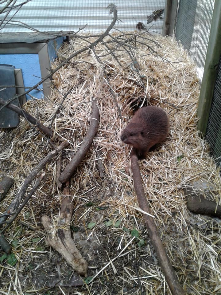 Baby beaver putting straw into its house to keep the cold out