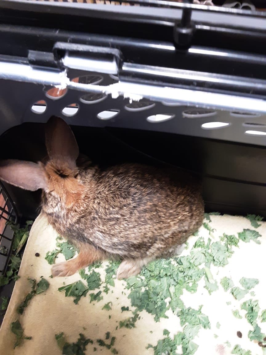 Rabbit that ran out in front of a car.